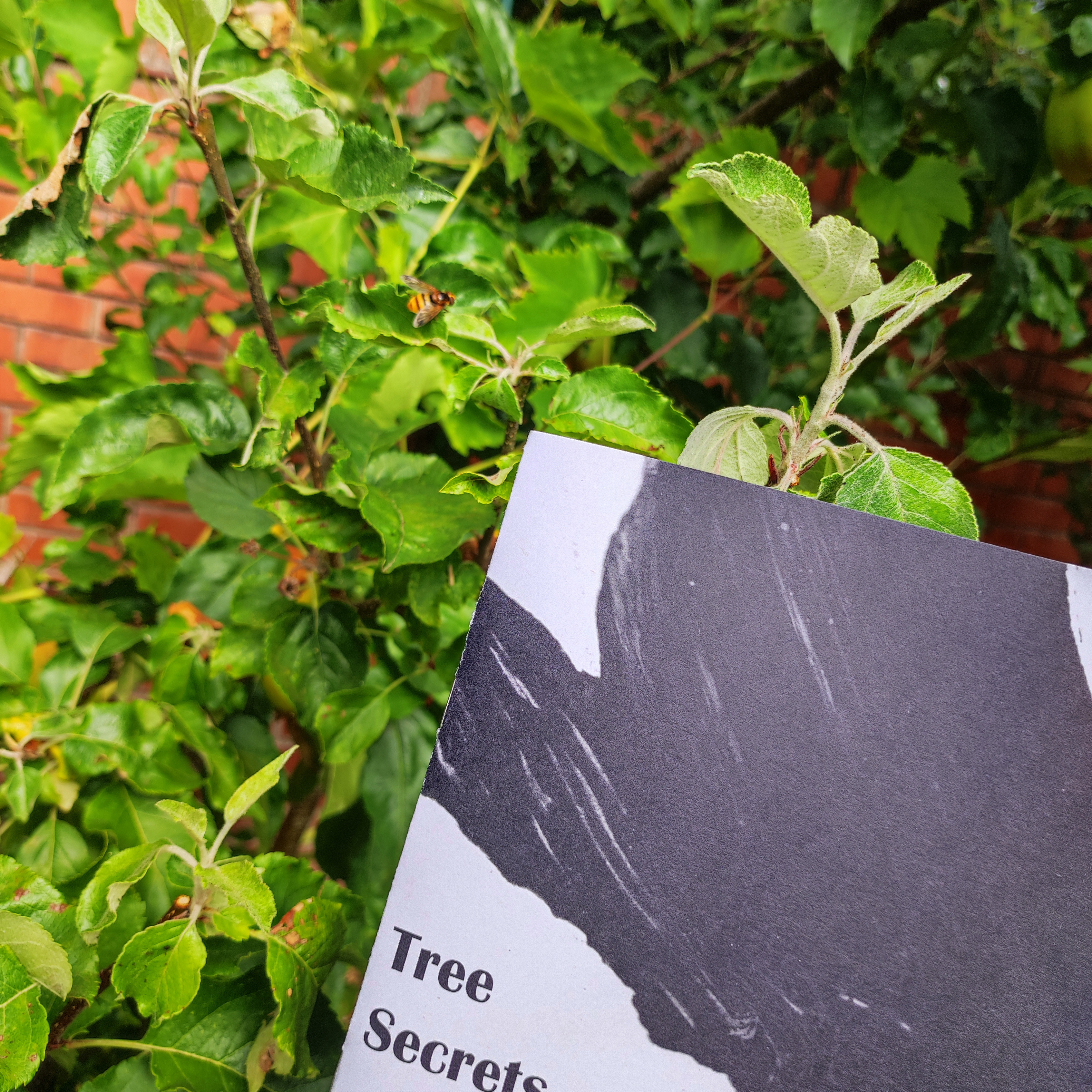 Tree Secrets Zine Front Cover and a bee on tree leaf